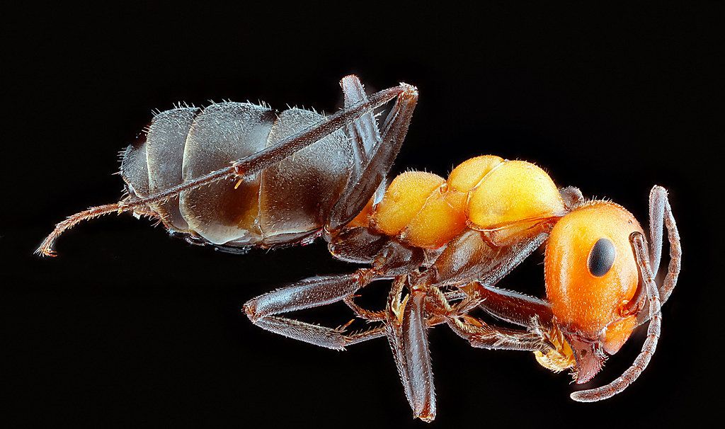 Ant Control service in San Bernardino, CA