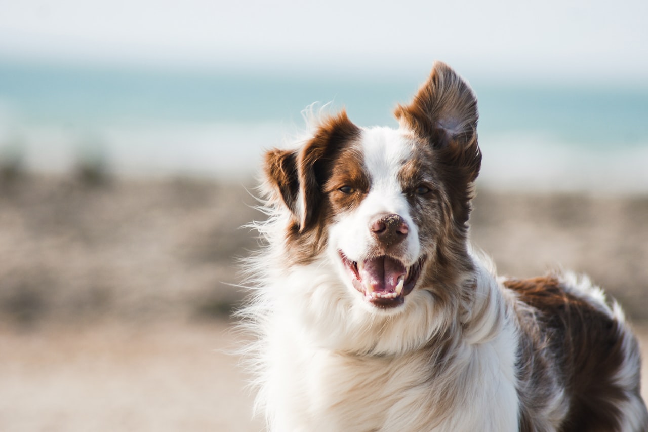 Flea & Tick Control service in San Bernardino, CA