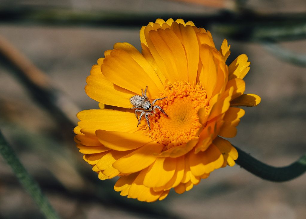 Spider Control service in San Bernardino, CA